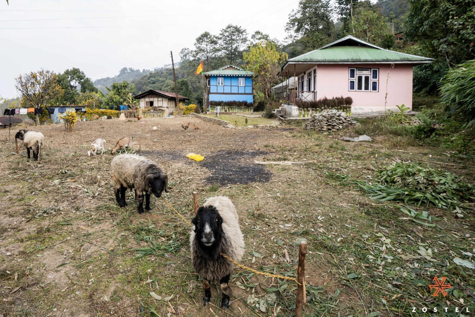 Zostel Rinchenpong Hostel Exterior photo